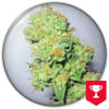 Y GRIEGA CBD 3 SEMILLAS1
