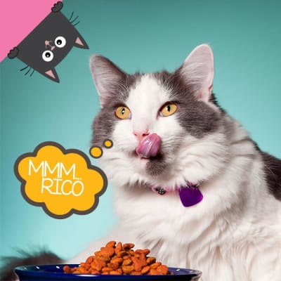 Alimentos para gatos Alimentos para gatos