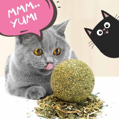 Snacks para gatos Snacks para gatos