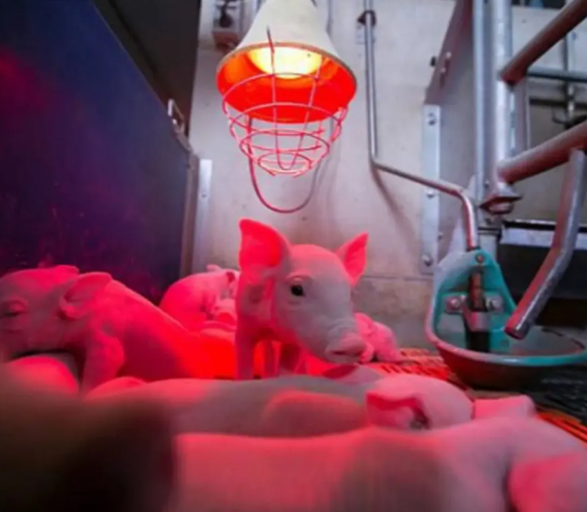 Ampolleta Luz Infrarroja Resistente Par38 175w Brinda Calor5