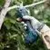 TIJERA DE PODAR INALAMBRICA PRO PRUNER 12V EN AZUL BOSCH14