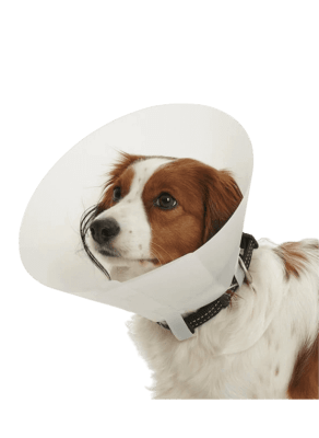 Cuello Isabelino 301