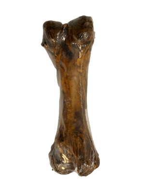 Fémur de Cerdo1