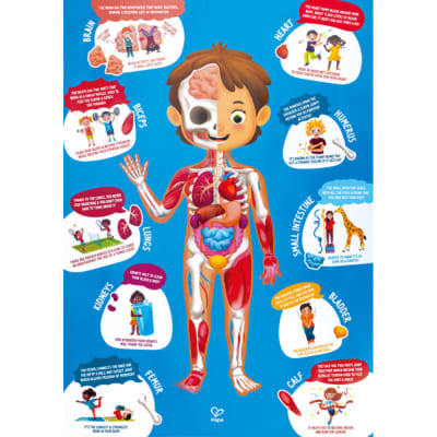Hape - Puzzle cuerpo humano
