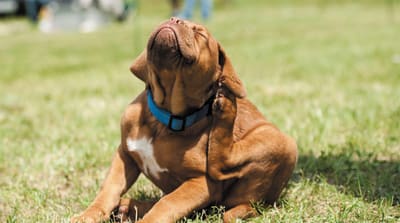 Alergia a la picadura de pulga