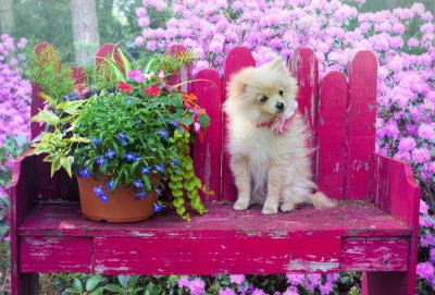 Consejos al perfumar a los perros