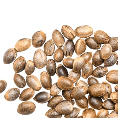 Semillas a Granel Automaticas2