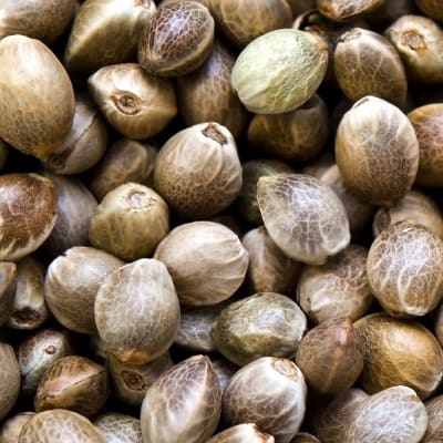 Semillas a Granel Fast Version1