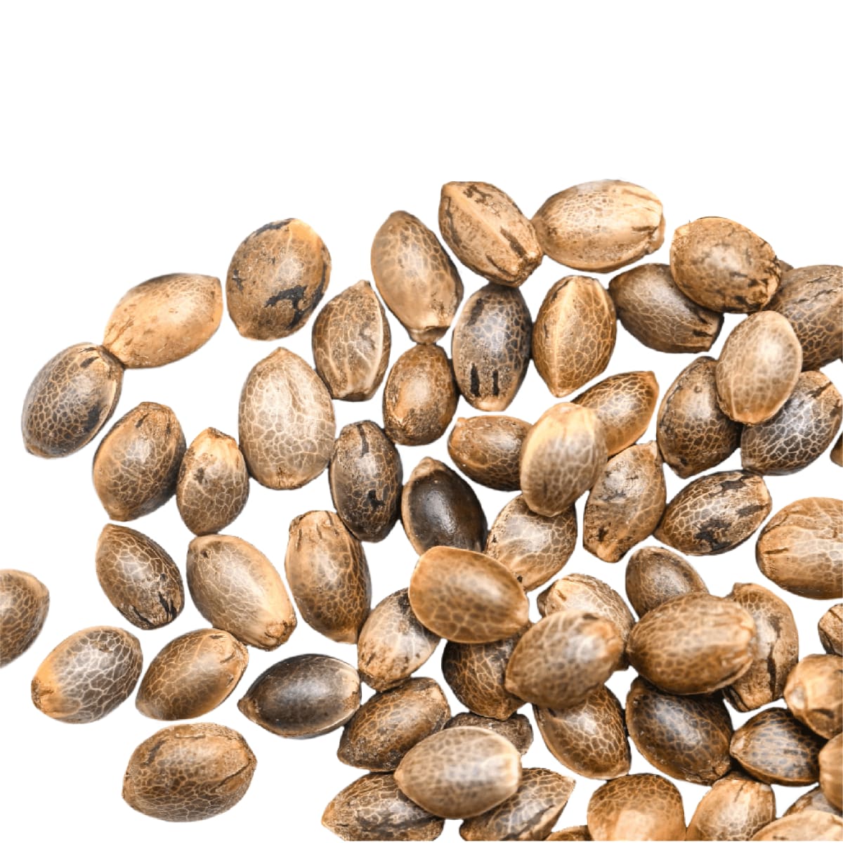 Semillas a Granel Automaticas 1