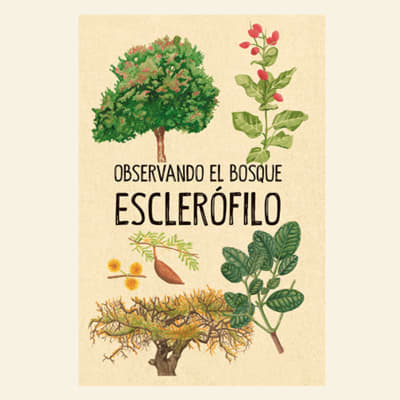 Observando el bosque esclerófilo | Ilustraverde1