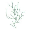 Algue6