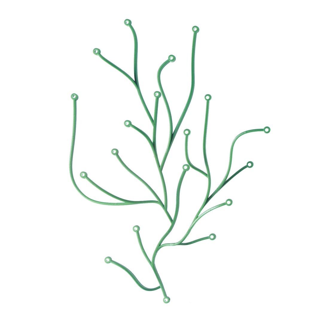 Algue 5