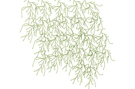 Algue8