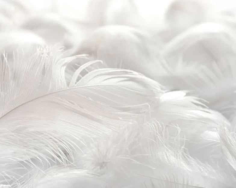 Cannon Almohada 15% Goose Down  50x703