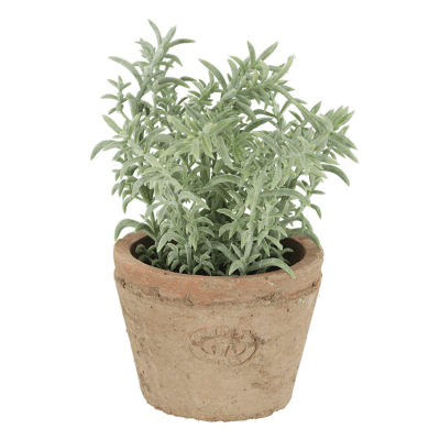 PLANTA TOMILLO