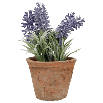 PLANTA LAVANDA