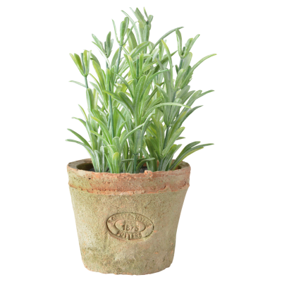 PLANTA ROMERO