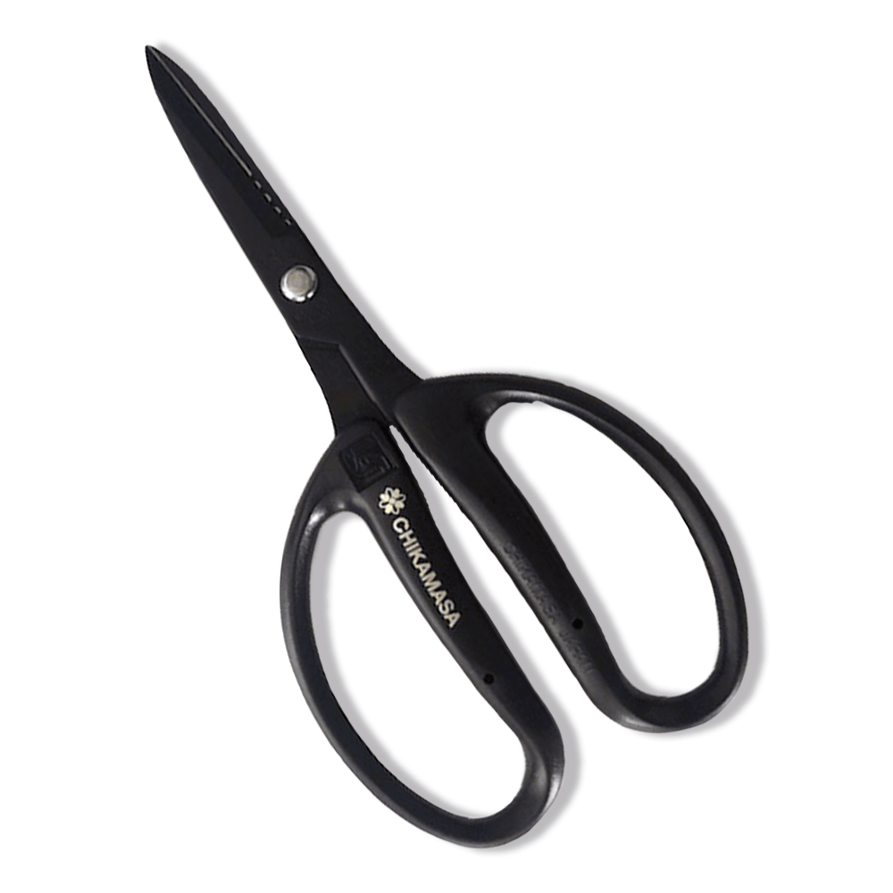 Chikasama Tijera negra1