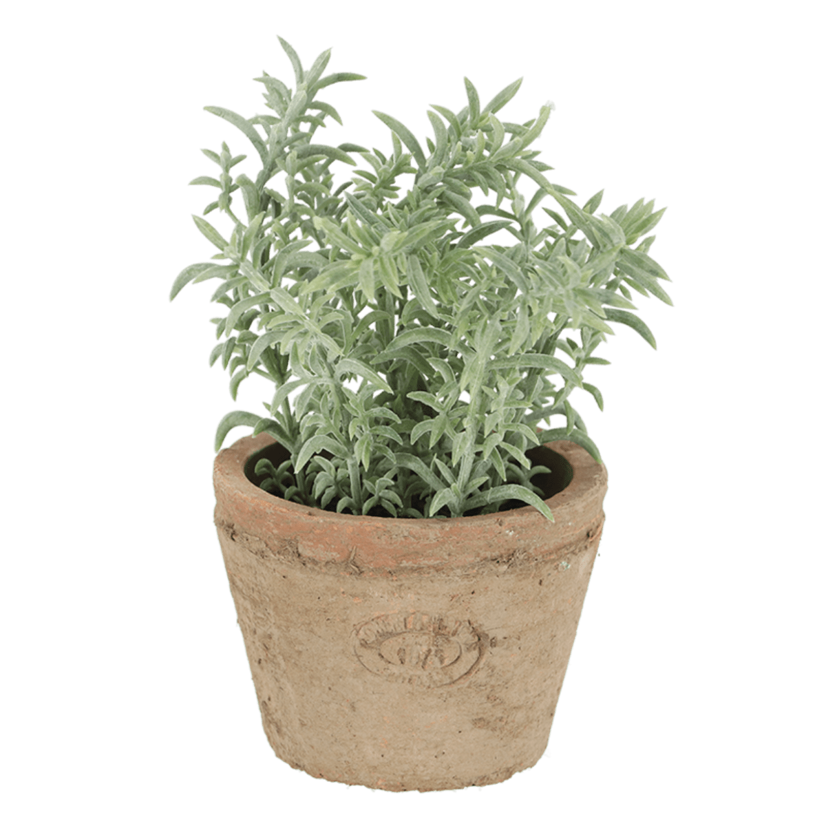 PLANTA TOMILLO1