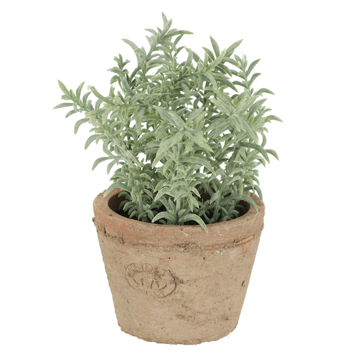 PLANTA TOMILLO2