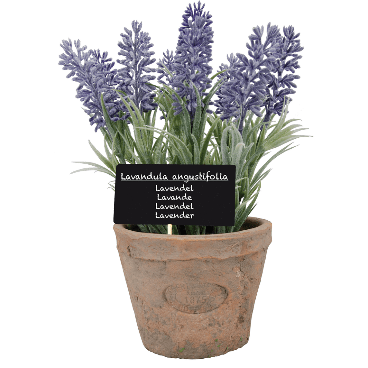 PLANTA LAVANDA2