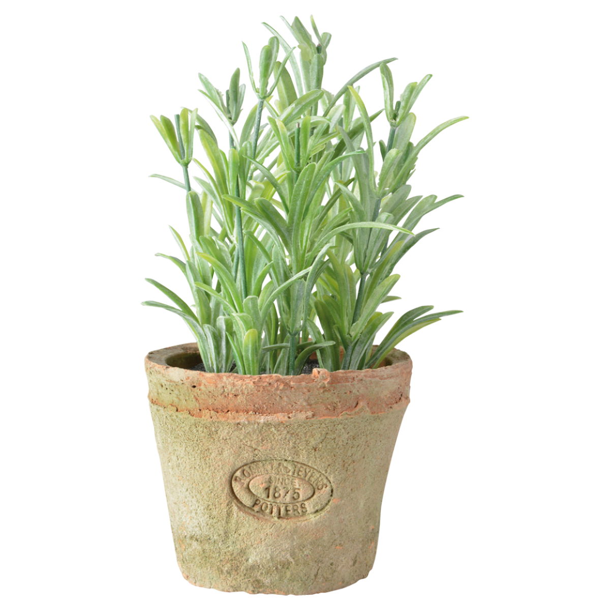 PLANTA ROMERO1