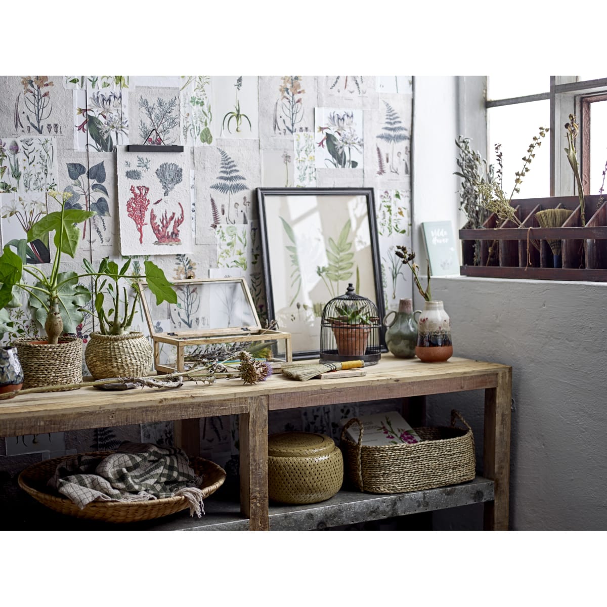 Set de 4 láminas coral1