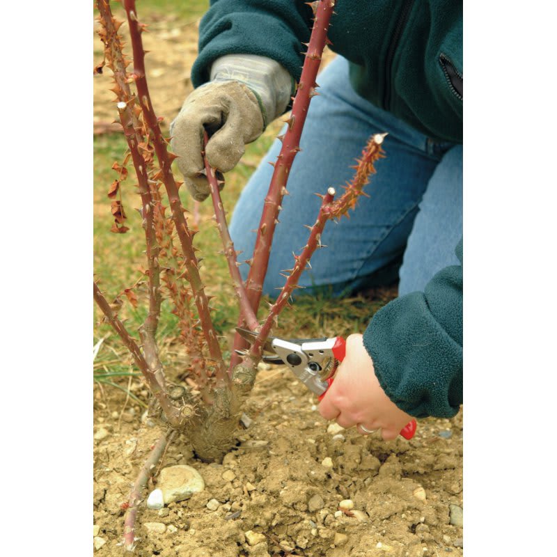 Felco 10 (para zurdos)2