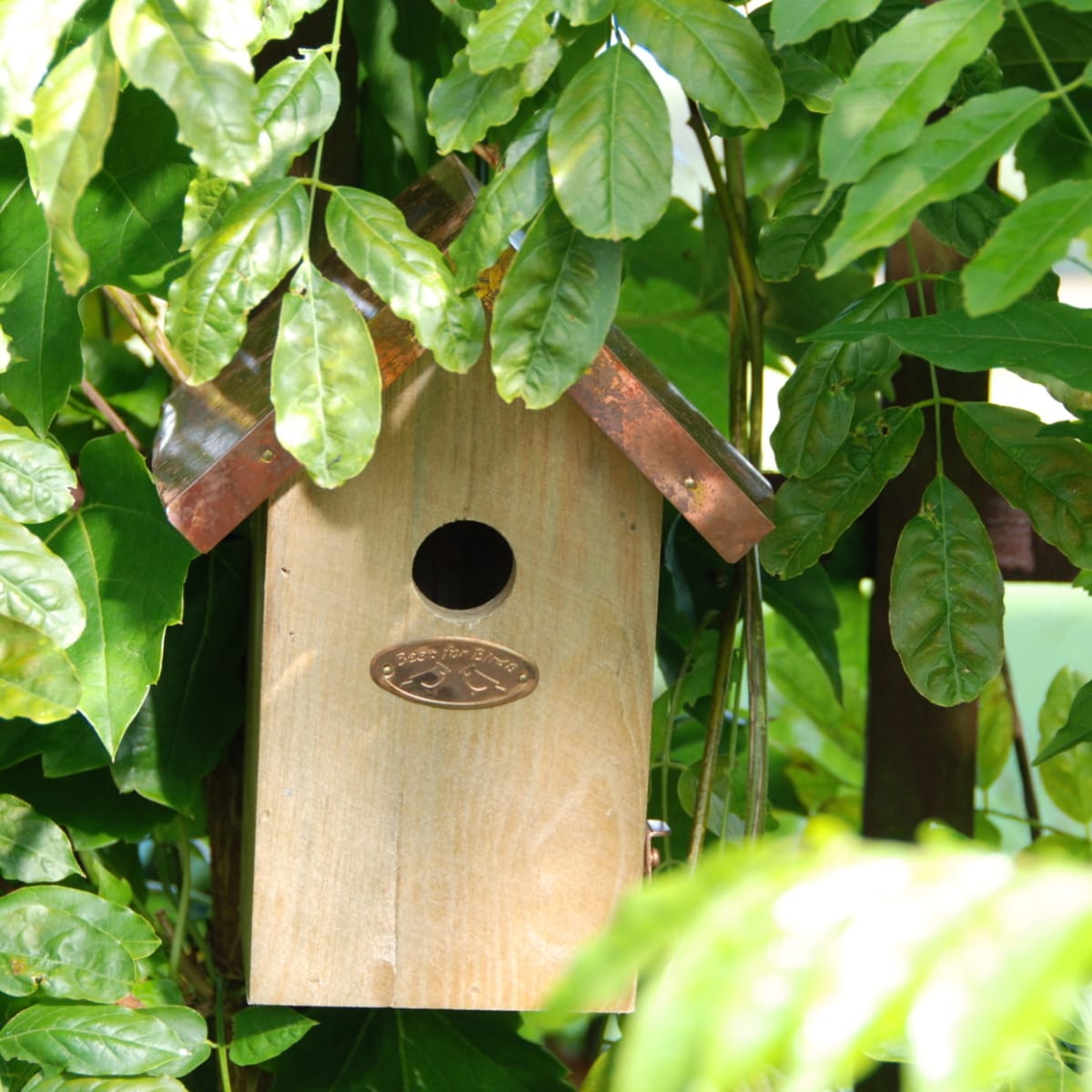 CASA PAJARO TECHO COBRE4