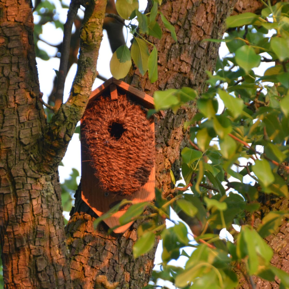 CASA PAJAROS CON TECHO Y RESPALDO4