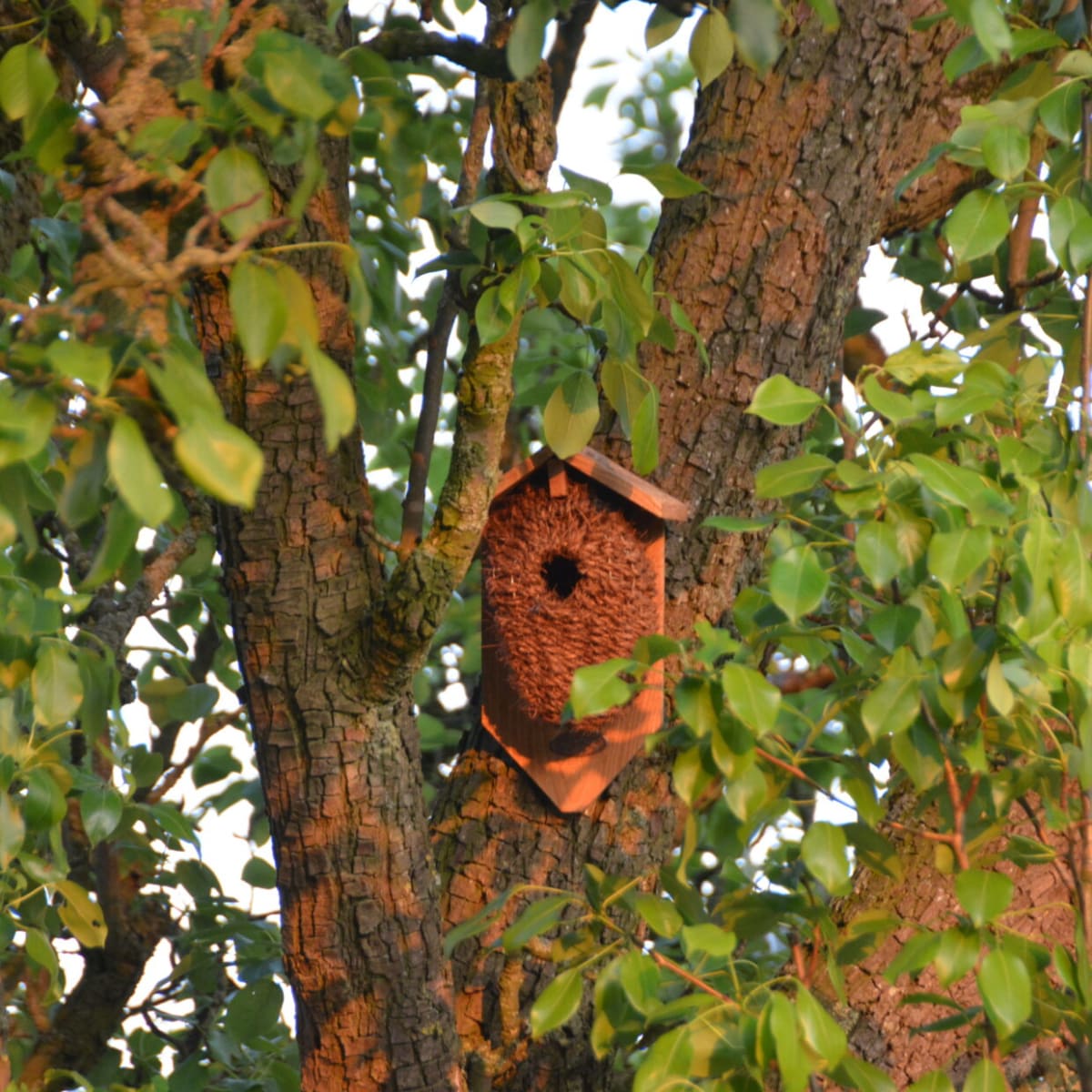 CASA PAJAROS CON TECHO Y RESPALDO5