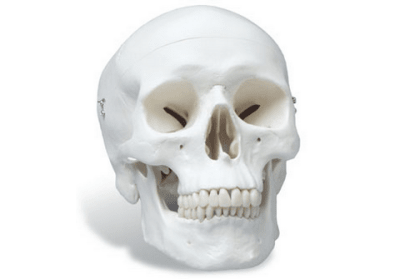 Anatomically Correct Skull Model