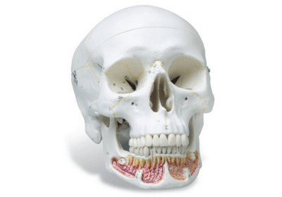 Classic Skull Moldel With Open Lower Jaw