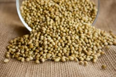 SEMILLA DE CILANTRO 50G