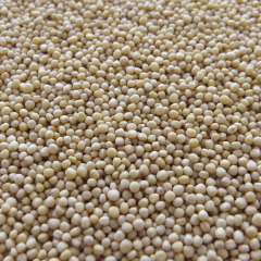 SEMILLA DE MOSTAZA 100G
