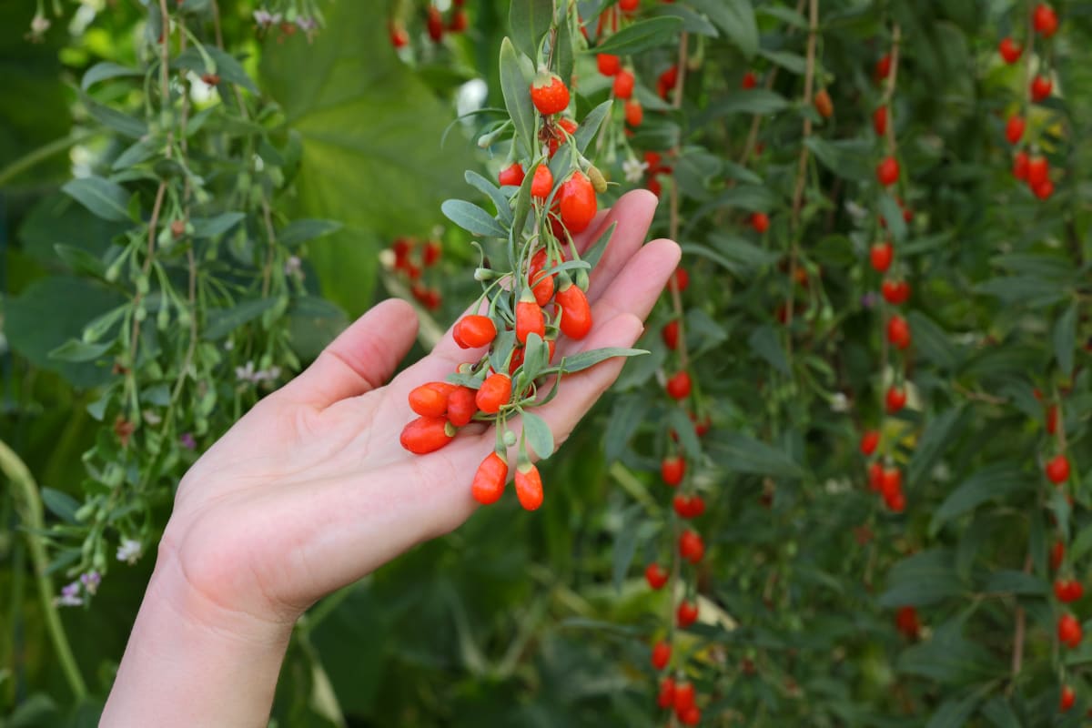 GOJI 100G2