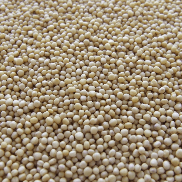 SEMILLA DE MOSTAZA 100G1