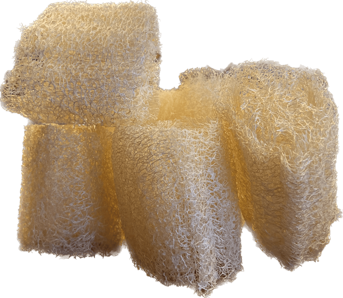 LUFFA CHICA1