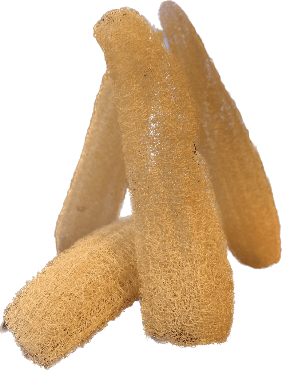 LUFFA MEDIANA1
