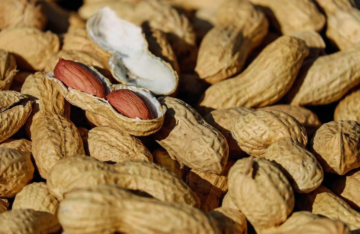 MANI CON CASCARA 100G1