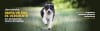 petsafe