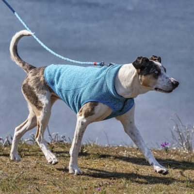 Polar K9 para Perros Azul