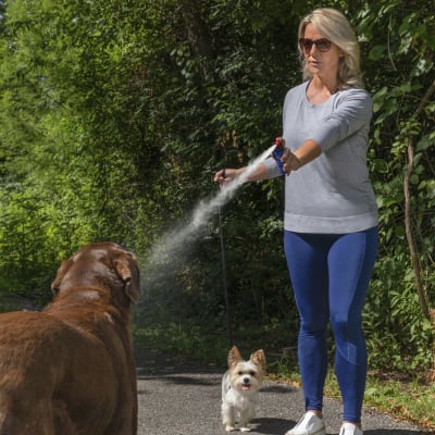 Repelente para perros en Spray de Citronella