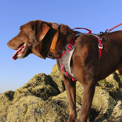 Arnés Journey Air Rojo