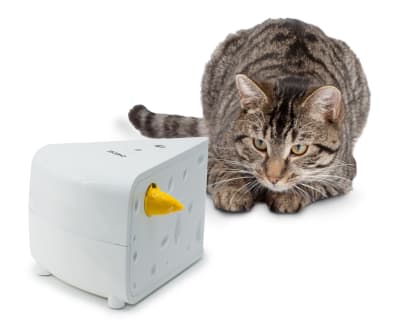 Queso para gatos