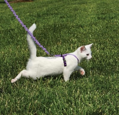 Arnés para Gato Lila