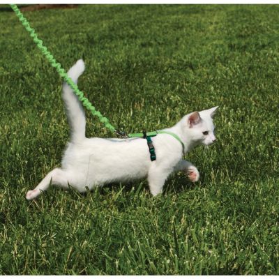 Arnés Verde para Gato