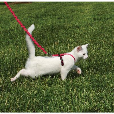 Arnés Rojo para Gato