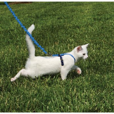 Arnés para Gatos Azul