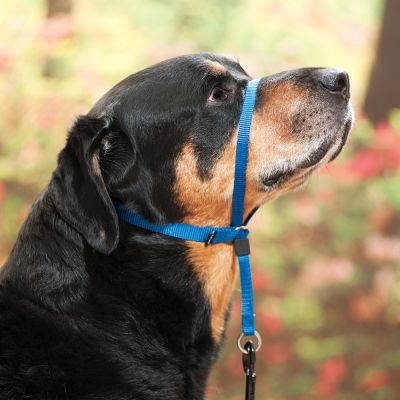 Arnés Gentle Leader Azul